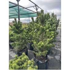 Сосна «Орегон Грін» 120-160 см